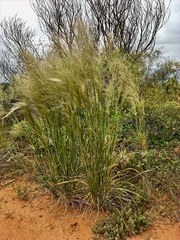 Austrostipa nitida