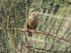 Emberiza hortulana