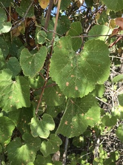 Vitis californica