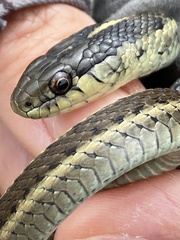 Thamnophis elegans terrestris