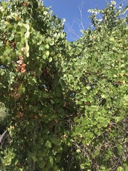 Vitis californica