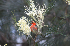Myzomela sanguinolenta