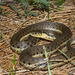 Two-striped Garter Snake - Photo (c) Travis W. Reeder, some rights reserved (CC BY-NC), uploaded by Travis W. Reeder