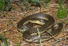 Two-striped Garter Snake - Photo (c) Travis W. Reeder, some rights reserved (CC BY-NC), uploaded by Travis W. Reeder