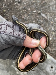 Thamnophis elegans terrestris
