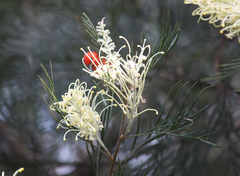 Myzomela sanguinolenta