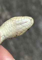Thamnophis elegans terrestris