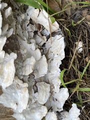 Gloeoporus dichrous