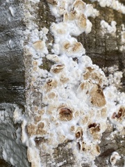 Gloeoporus dichrous