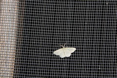 Chlorochlamys phyllinaria