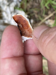 Gloeoporus dichrous