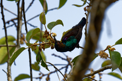 Anthreptes malacensis