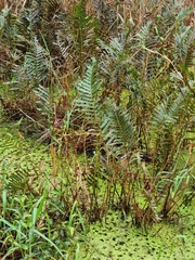 Telmatoblechnum indicum