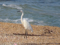 Egretta garzetta