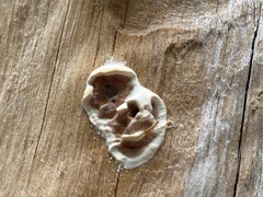 Gloeoporus dichrous