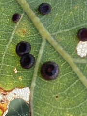 Neuroterus numismalis