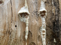 Gloeoporus dichrous