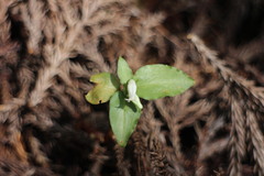 Cheirostylis octodactyla