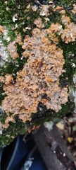 Phlebia radiata