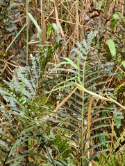 Telmatoblechnum indicum