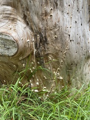 Gloeoporus dichrous
