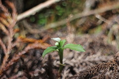 Cheirostylis octodactyla