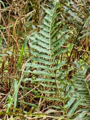 Telmatoblechnum indicum