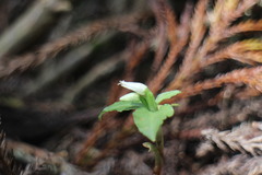 Cheirostylis octodactyla