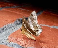Chiasmia nora