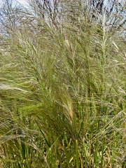 Austrostipa nitida