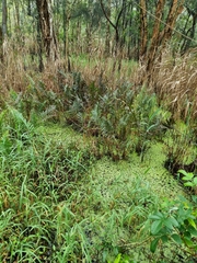 Telmatoblechnum indicum