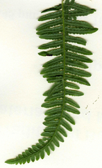 Dasineura pteridis