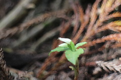 Cheirostylis octodactyla