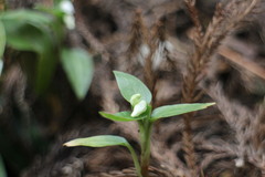 Cheirostylis octodactyla