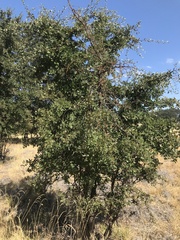 Quercus lobata