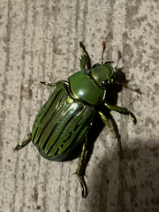 Chrysina gloriosa