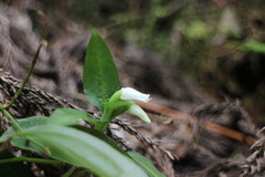 Cheirostylis octodactyla