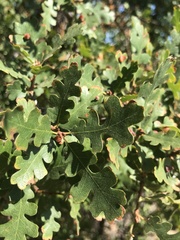 Quercus lobata
