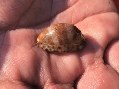 Pseudozonaria arabicula