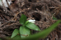 Cheirostylis octodactyla