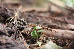 Cheirostylis octodactyla