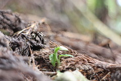Cheirostylis octodactyla