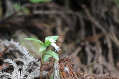 Cheirostylis octodactyla