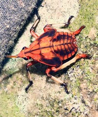 Kalidasa lanata