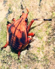 Kalidasa lanata