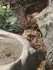 Anaxyrus houstonensis