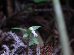 Cheirostylis octodactyla