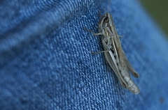 Euchorthippus elegantulus