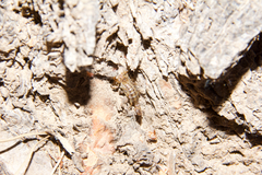 Superstitionia donensis