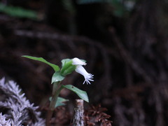 Cheirostylis octodactyla